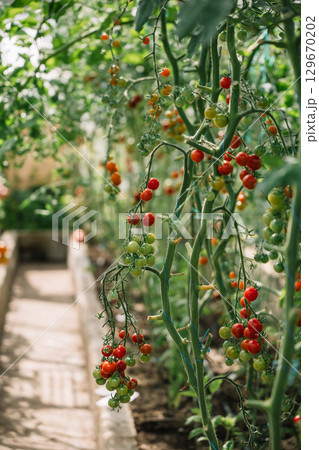 Ripe cherry tomatoes hanging from vines in a lush greenhouse during the afternoon Ripe cherry tomatoes hanging from vines in a lush greenhouse during the afternoon 129670202