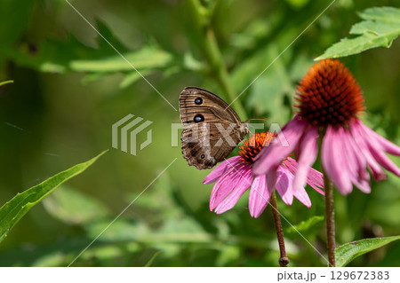 ジャノメチョウ 129672383