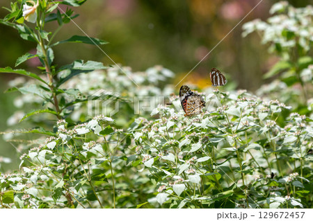 ツマグロヒョウモンとミスジチョウ 129672457