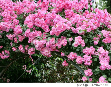 バラ(アンジェラ) バラ(アンジェラ) 129673646