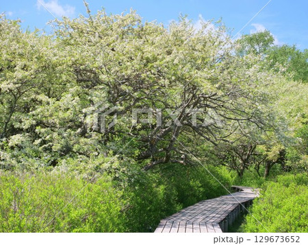 ズミの花咲く戦場ヶ原 129673652