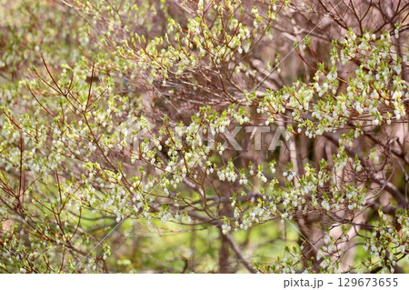 可愛い　ドウダンツツジの花 129673655