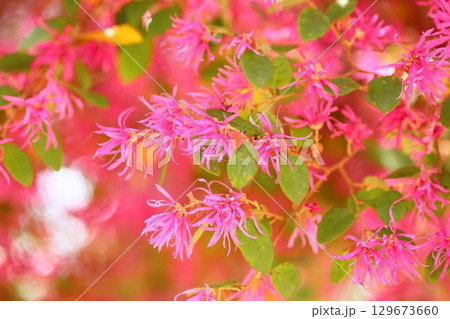 鮮やか　ベニバナトキワマンサクの花 129673660