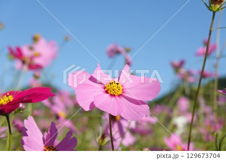 満開の秋桜 満開の秋桜 129673704