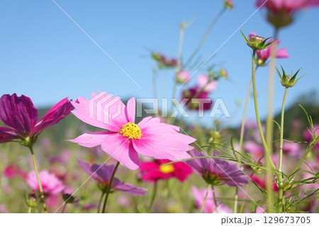 コスモス畑 129673705