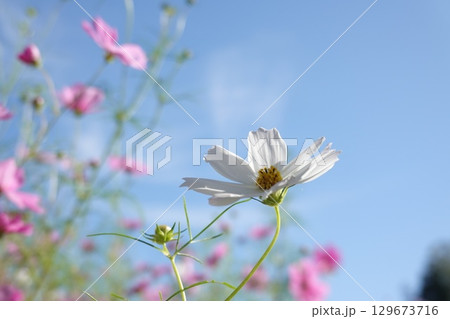 青い空と秋桜 青い空と秋桜 129673716
