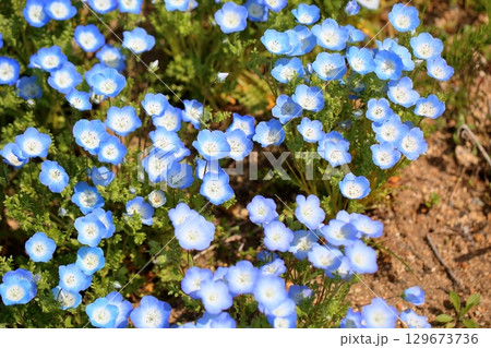爽やか　ネモフィラの花 129673736