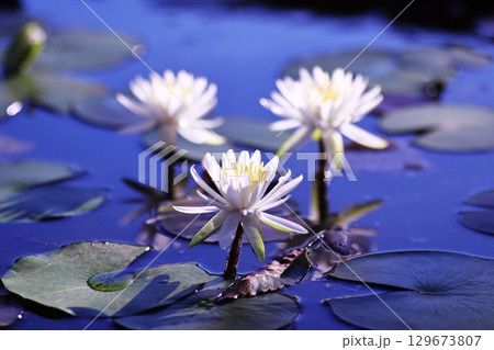 白いスイレンの花 白いスイレンの花 129673807