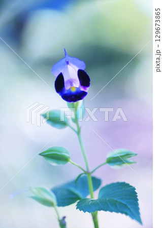 可愛いツユクサの花 129673865