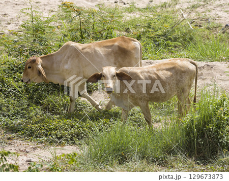 草を食べる放牧の牛 ~ タイ東北部・ナコンパノム / Nakhon Phanom 草を食べる放牧の牛 ~ タイ東北部・ナコンパノム / Nakhon Phanom 129673873