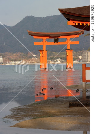 安芸の宮島 安芸の宮島 129673929