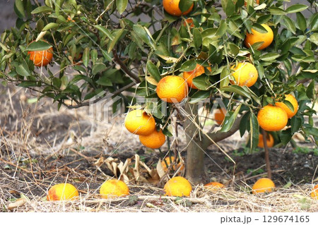 しまなみ海道 しまなみ海道 129674165