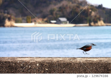 しまなみ海道 しまなみ海道 129674166