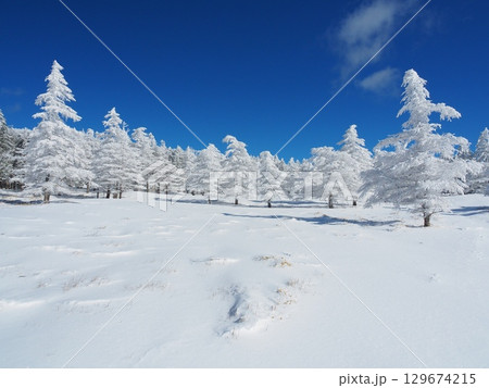 北八ヶ岳のカラマツの霧氷 129674215