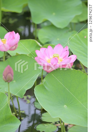 池に咲くピンク色のスイレンの花 129674257