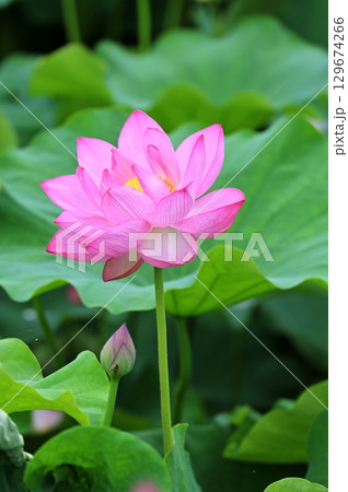 綺麗なピンク色の蓮の花 綺麗なピンク色の蓮の花 129674266