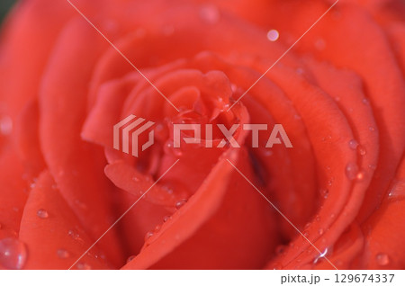 赤いバラ 129674337