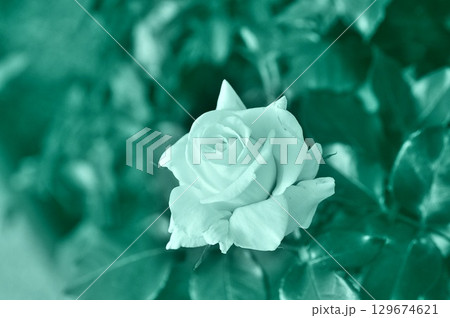 モノクロームなバラ 129674621