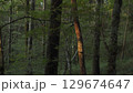 朝日があったて光る木の幹　(奈良県大台ヶ原で撮影) 129674647