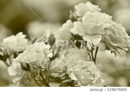 モノクロームなバラ モノクロームなバラ 129674660