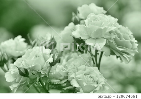 モノクロームなバラ モノクロームなバラ 129674661