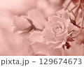 モノクロームなバラ 129674673
