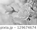 モノクロームなバラ 129674674