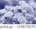 モノクロームなバラ 129674676