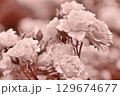 モノクロームなバラ 129674677