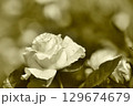 モノクロームなバラ 129674679