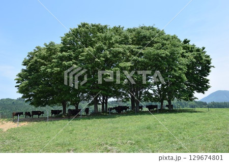 月山高原牧場 最高の眺め 山形県 月山高原牧場 最高の眺め 山形県 129674801