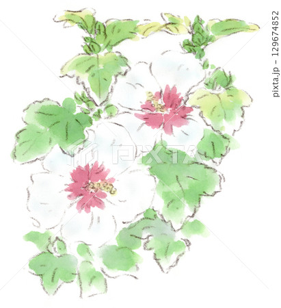 夏の植物、木槿の花の水彩画イラスト 129674852