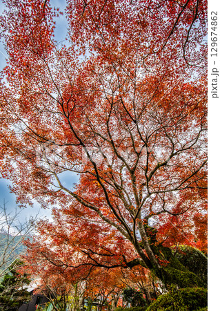 迎仙閣の紅葉 【長崎市】 迎仙閣の紅葉 【長崎市】 129674862
