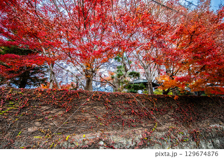 迎仙閣の紅葉　【長崎市】 129674876