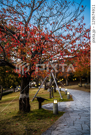 水辺の森公園の紅葉の夕景　【長崎市】 129674911