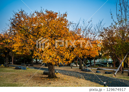 水辺の森公園の紅葉の夕景　【長崎市】 129674917