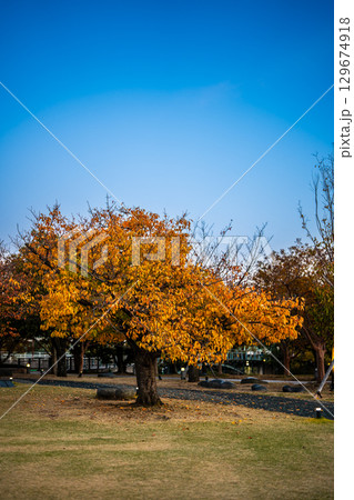 水辺の森公園の紅葉の夕景　【長崎市】 129674918