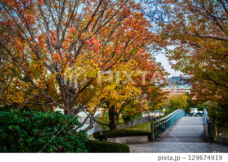 水辺の森公園の紅葉の夕景 【長崎市】 水辺の森公園の紅葉の夕景 【長崎市】 129674919