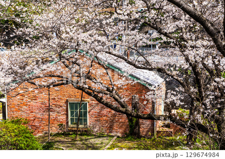 小菅修船場跡の桜 世界文化遺産 【長崎県長崎市】 小菅修船場跡の桜 世界文化遺産 【長崎県長崎市】 129674984
