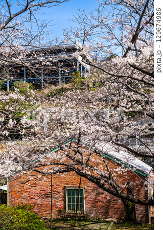 小菅修船場跡の桜　世界文化遺産　【長崎県長崎市】 129674986