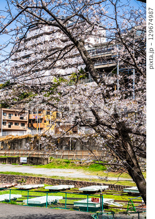 小菅修船場跡の桜　世界文化遺産　【長崎県長崎市】 129674987