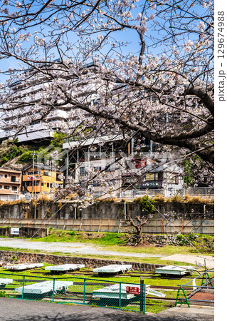 小菅修船場跡の桜　世界文化遺産　【長崎県長崎市】 129674988