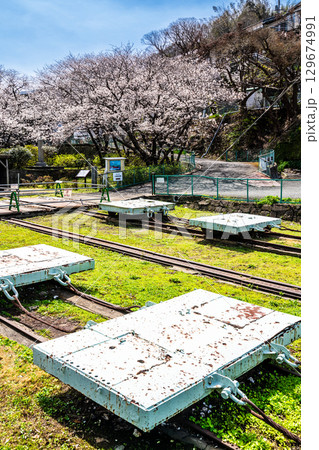 小菅修船場跡の桜　世界文化遺産　【長崎県長崎市】 129674991