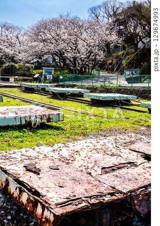小菅修船場跡の桜　世界文化遺産　【長崎県長崎市】 129674993