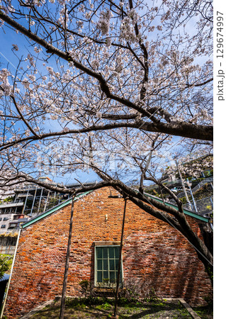 小菅修船場跡の桜　世界文化遺産　【長崎県長崎市】 129674997