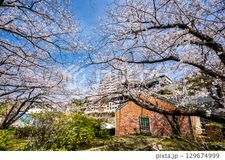 小菅修船場跡の桜　世界文化遺産　【長崎県長崎市】 129674999