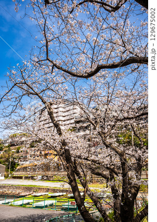 小菅修船場跡の桜　世界文化遺産　【長崎県長崎市】 129675002