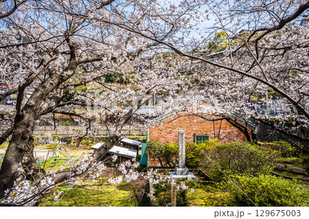 小菅修船場跡の桜　世界文化遺産　【長崎県長崎市】 129675003