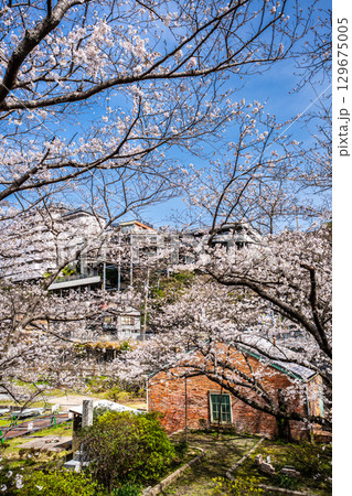 小菅修船場跡の桜　世界文化遺産　【長崎県長崎市】 129675005
