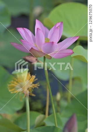 美しい蓮の花 129675070